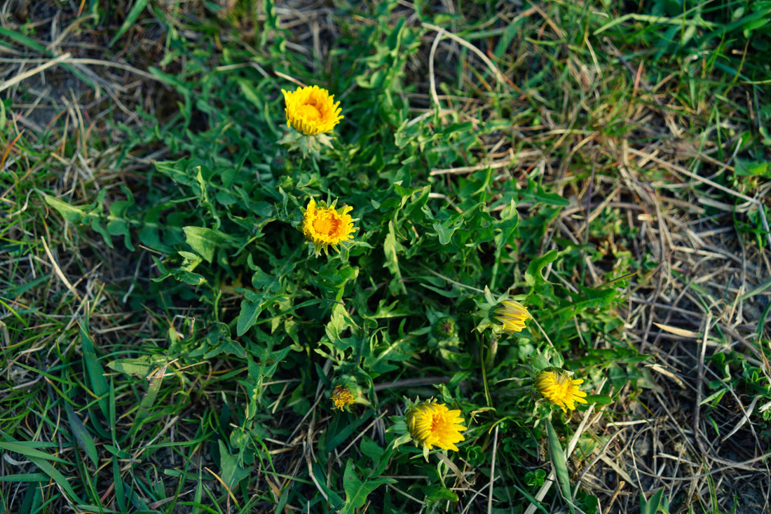 Exploring Botanical Ingredients: Natural Solutions for Skincare and Beauty